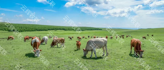 云輝牧聯(lián)AI智能識(shí)別，引領(lǐng)動(dòng)物無疫區(qū)數(shù)字化建設(shè)