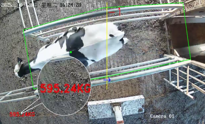告別應(yīng)激！云輝牧聯(lián) AI 估重，讓養(yǎng)殖稱(chēng)重更省心